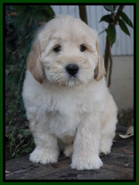 Bess Bronson pups 8 wks old 111