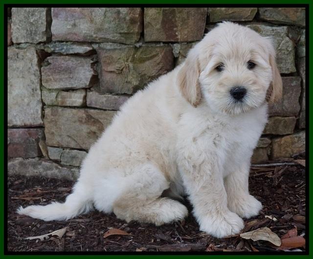 Bess Bronson pups 8 wks old 121