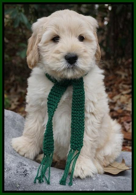 Bess Bronson pups 8 wks old 91