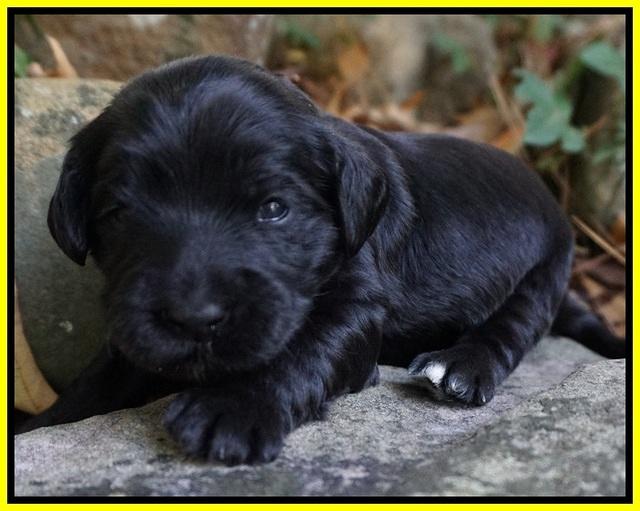 Bess Bronson Pups 2 wks old 121