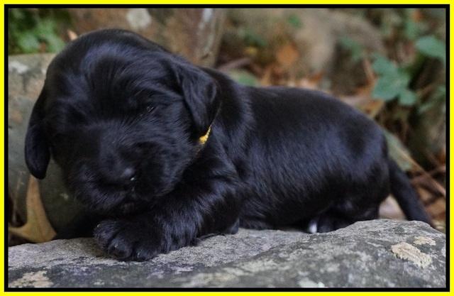 Bess Bronson Pups 2 wks old 131