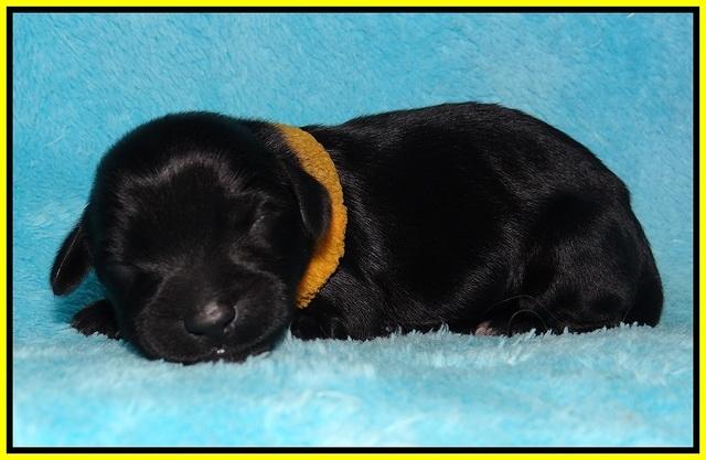 Bess Bronson newborn 151