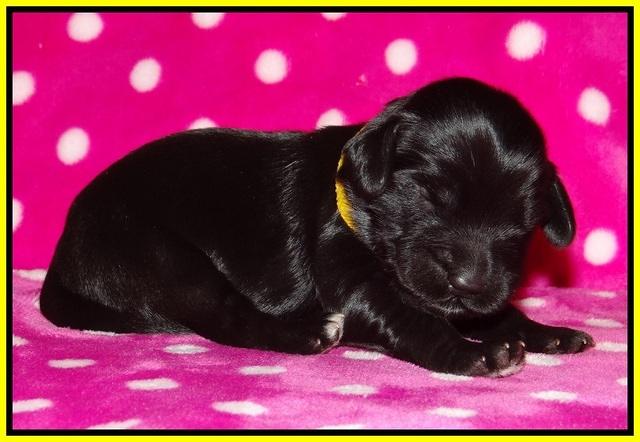 Bess Bronson pups 1 wk old 141