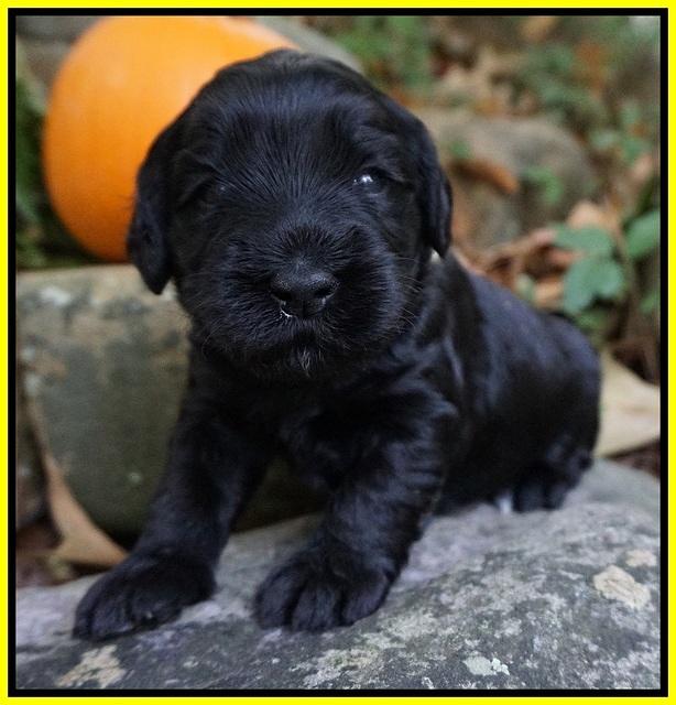 Bess Bronson pups 3 wks old 201