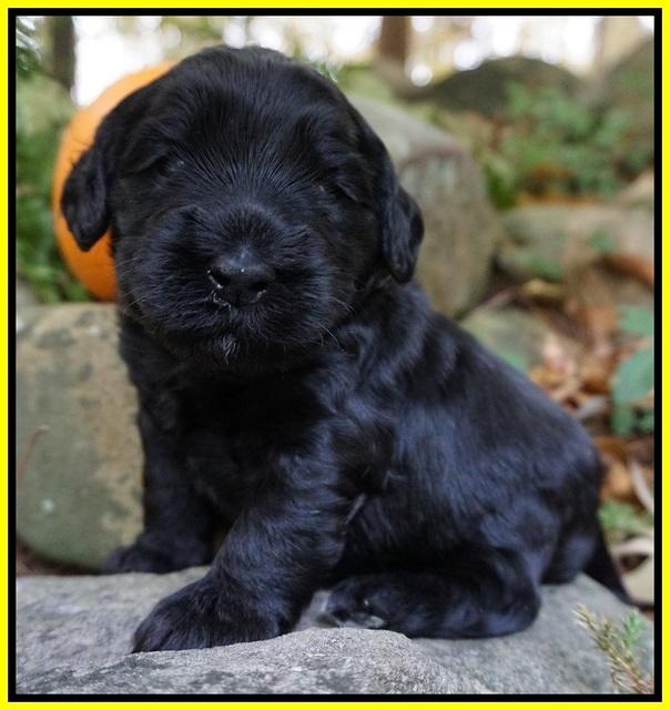 Bess Bronson pups 3 wks old 211