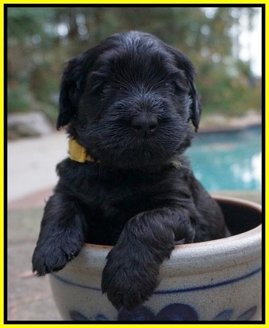 Bess Bronson pups 4 wks old 181