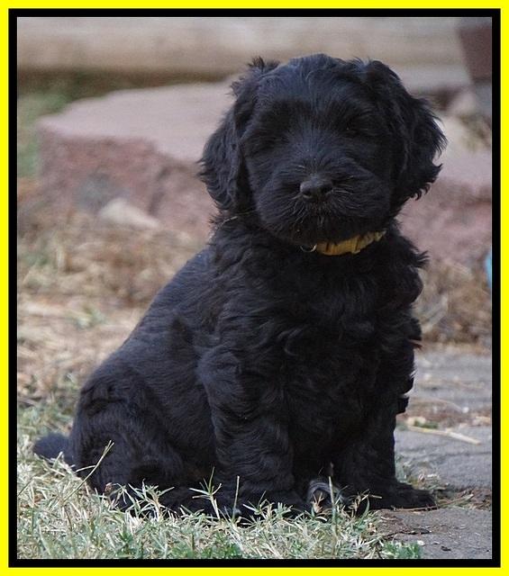 Bess Bronson pups 7 wks old 301