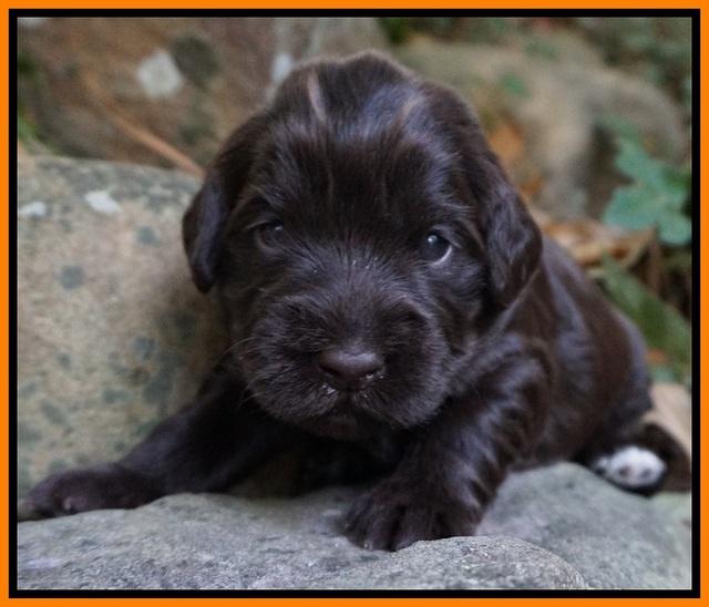 Bess Bronson Pups 2 wks old 201