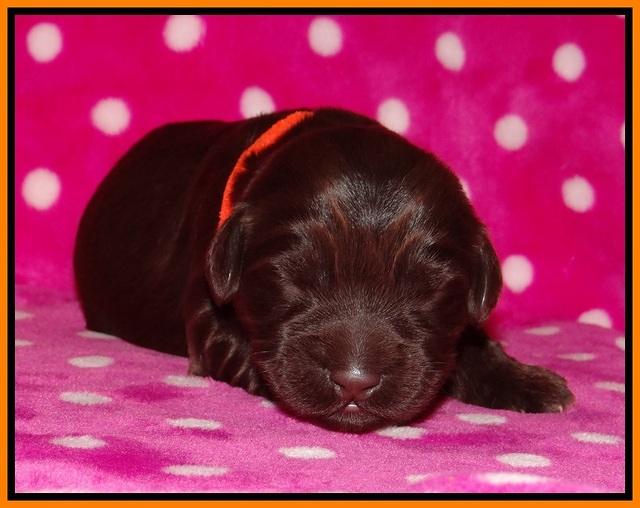 Bess Bronson pups 1 wk old 161