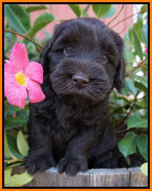 Bess Bronson pups 5 wks old 211