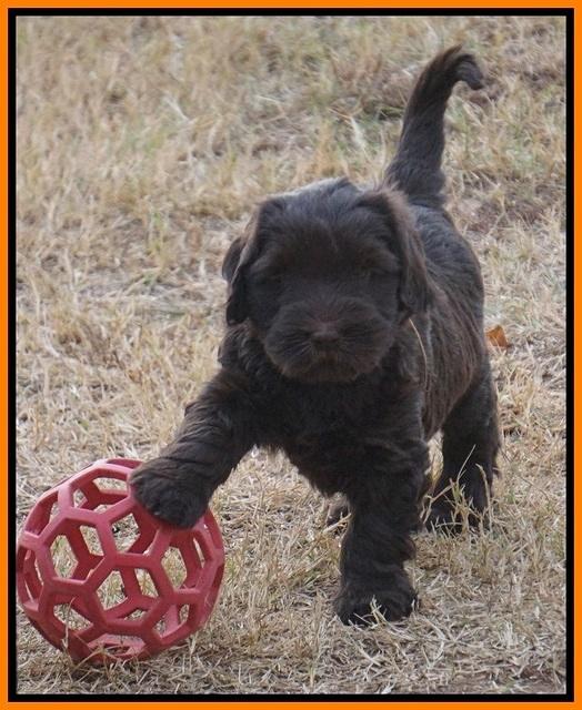 Bess Bronson pups 7 wks old 321