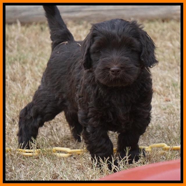 Bess Bronson pups 7 wks old 341