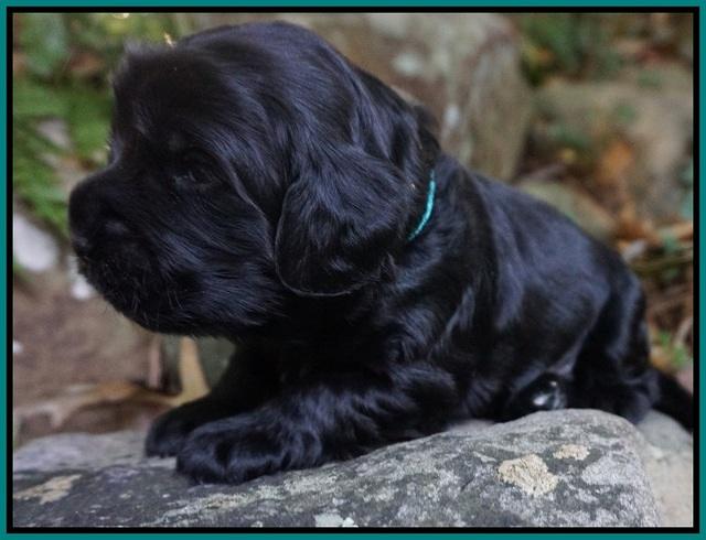 Bess Bronson Pups 2 wks old 151
