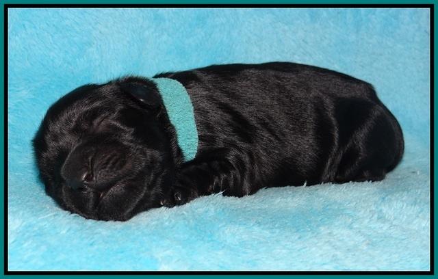 Bess Bronson newborn 201
