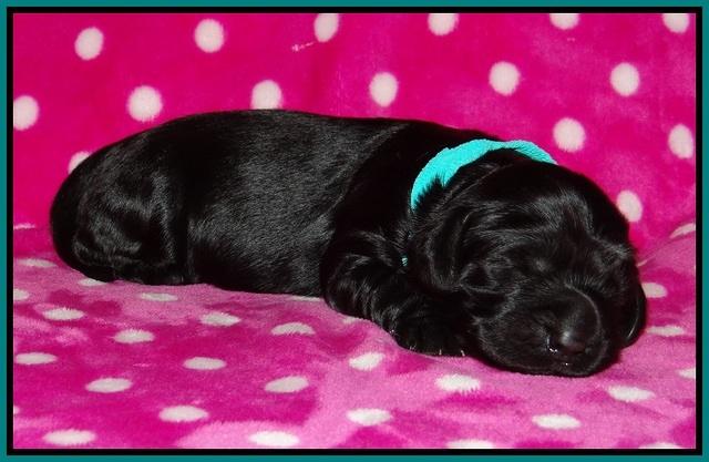 Bess Bronson pups 1 wk old 201
