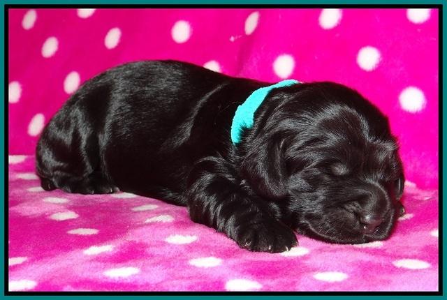 Bess Bronson pups 1 wk old 211