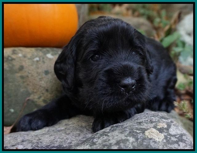 Bess Bronson pups 3 wks old 261