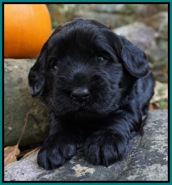 Bess Bronson pups 3 wks old 271