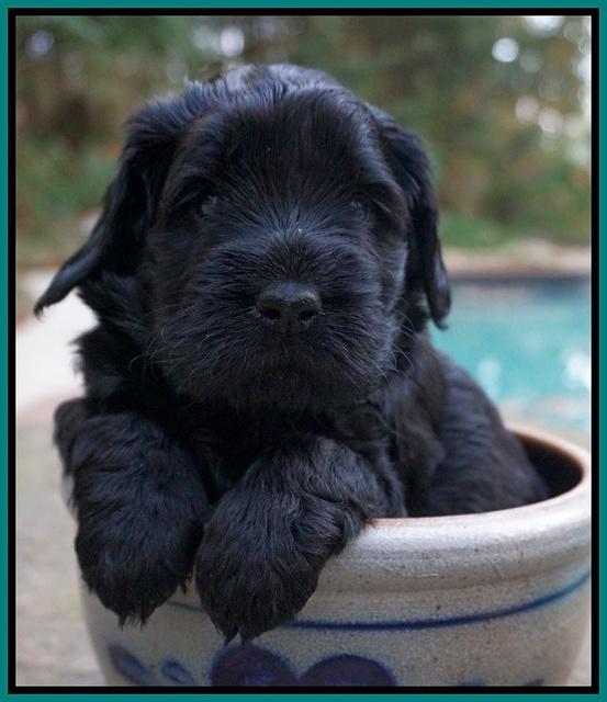 Bess Bronson pups 4 wks old 261