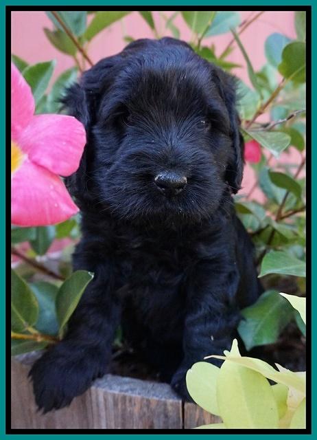 Bess Bronson pups 5 wks old 271