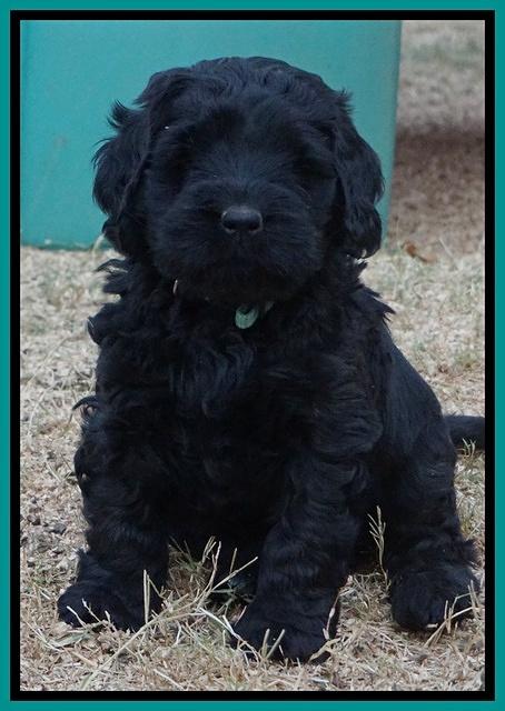 Bess Bronson pups 6 wks old 381