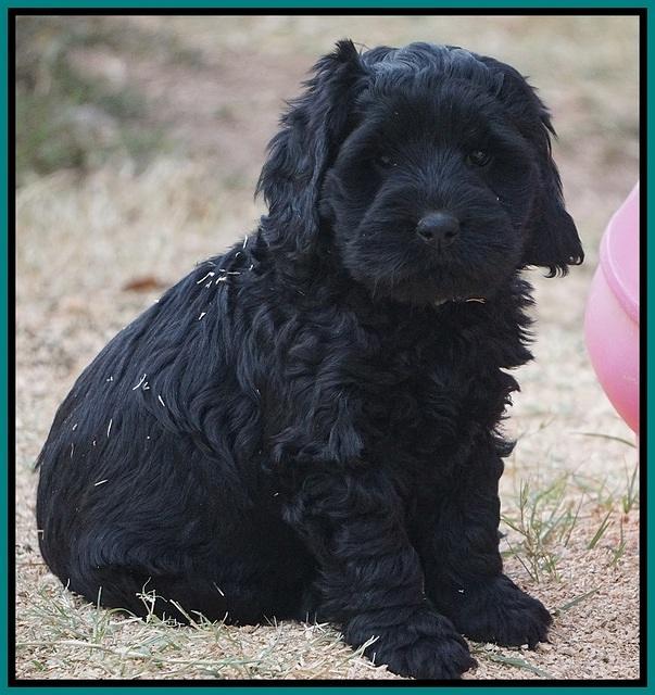 Bess Bronson pups 7 wks old 391