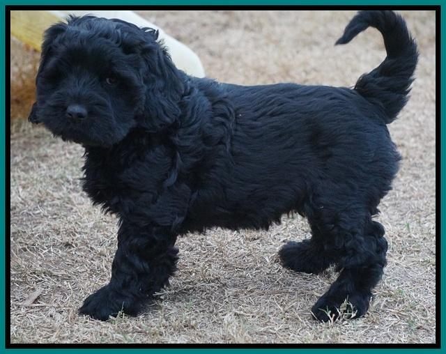 Bess Bronson pups 7 wks old 421