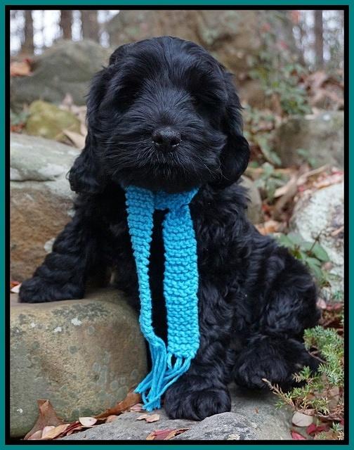 Bess Bronson pups 8 wks old 211