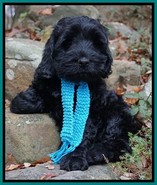 Bess Bronson pups 8 wks old 231