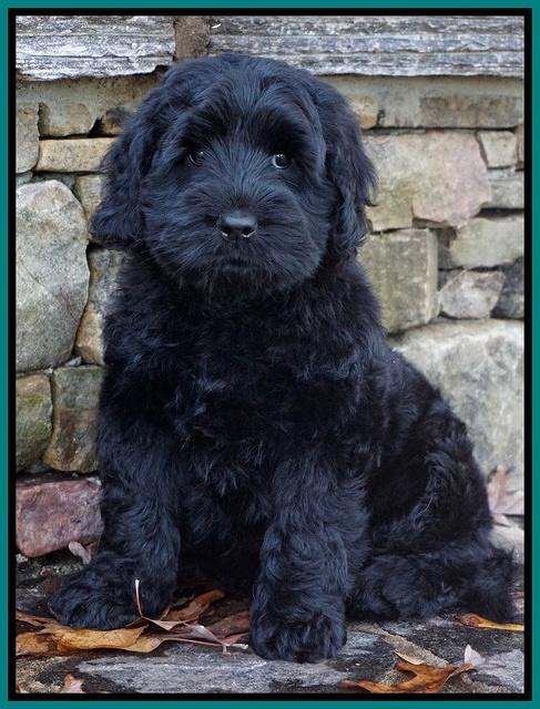 Bess Bronson pups 8 wks old 261