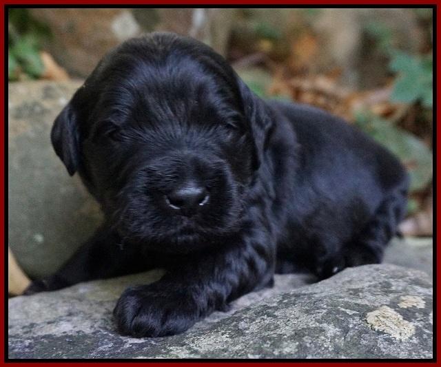 Bess Bronson Pups 2 wks old 101