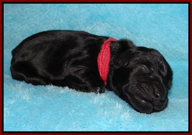 Bess Bronson newborn 121