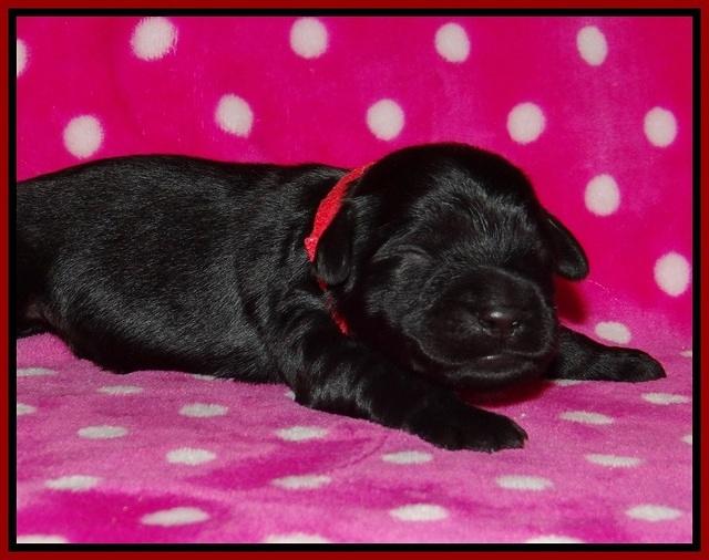 Bess Bronson pups 1 wk old 111