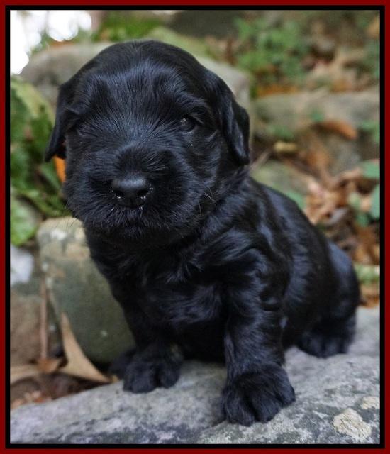 Bess Bronson pups 3 wks old 171