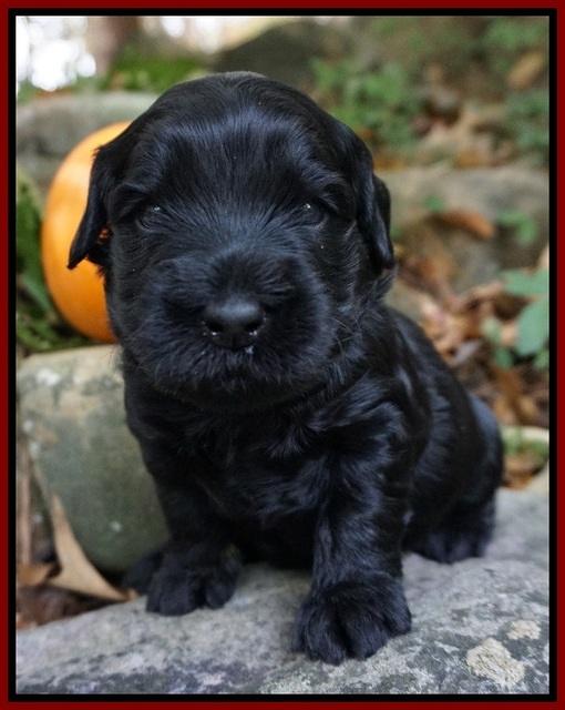 Bess Bronson pups 3 wks old 181
