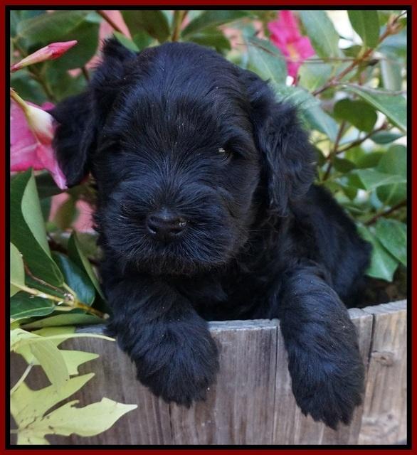 Bess Bronson pups 5 wks old 131