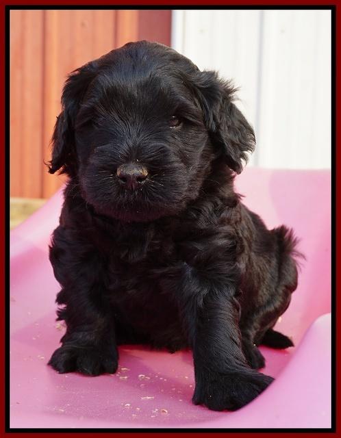 Bess Bronson pups 5 wks old 151