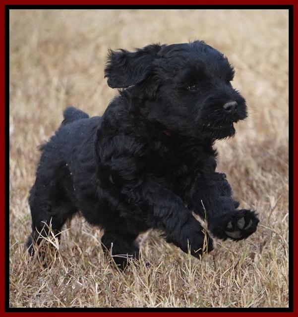 Bess Bronson pups 7 wks old 201