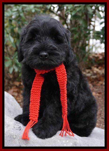 Bess Bronson pups 8 wks old 3263