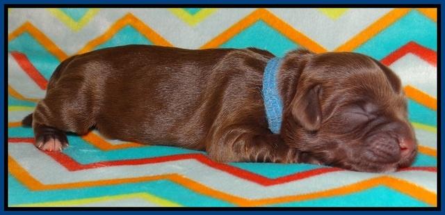 Cherie Flicker Reecey newborn 11
