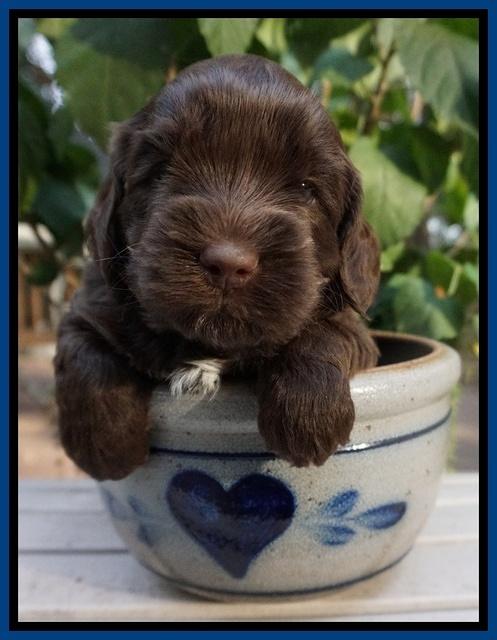 Cherie Flicker Reecey pups 4 wks old 21