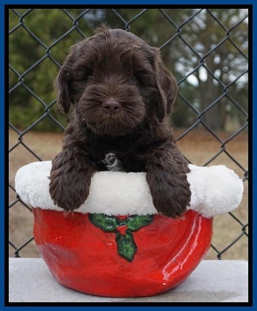 Cherie Flicker Reecey pups 6 wks old11