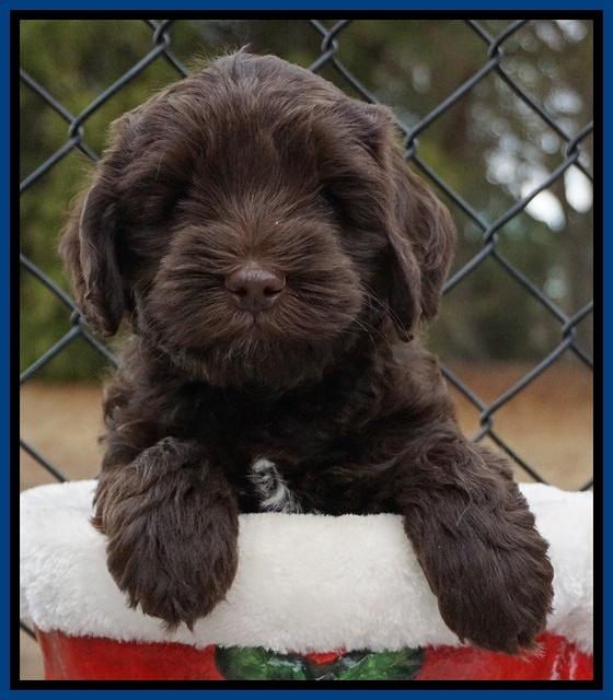 Cherie Flicker Reecey pups 6 wks old31