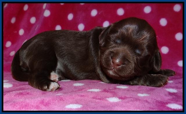 Cherie Flicker pups 1 wk old 21