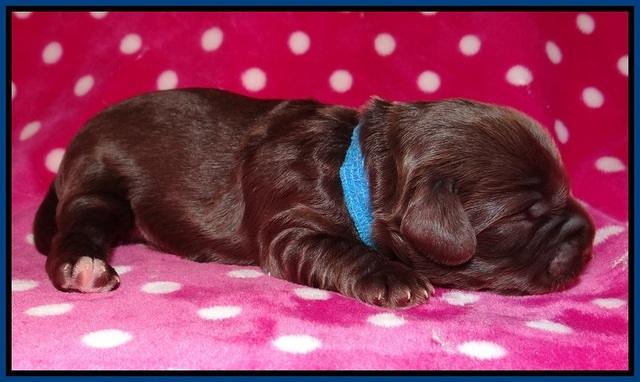Cherie Flicker pups 1 wk old 31