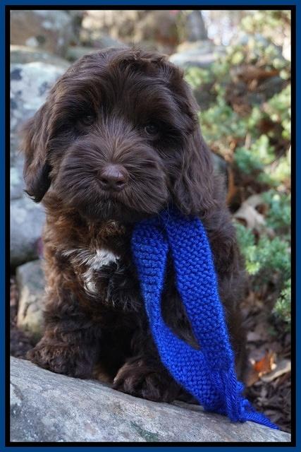 Cherie Flicker pups 8 wks old 321