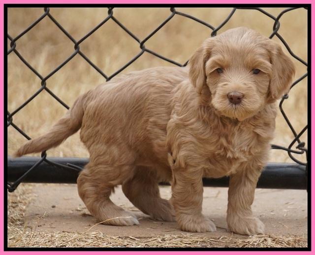 Cherie Ficker Reecey pups 5 wks old 51