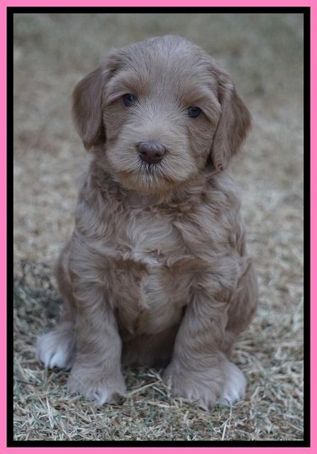 Cherie Ficker Reecey pups 5 wks old 71