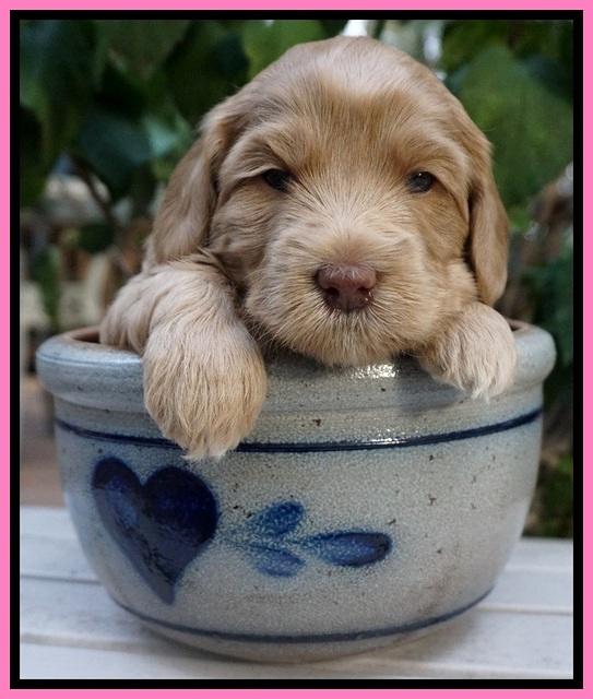 Cherie Flicker Reecey pups 4 wks old 61