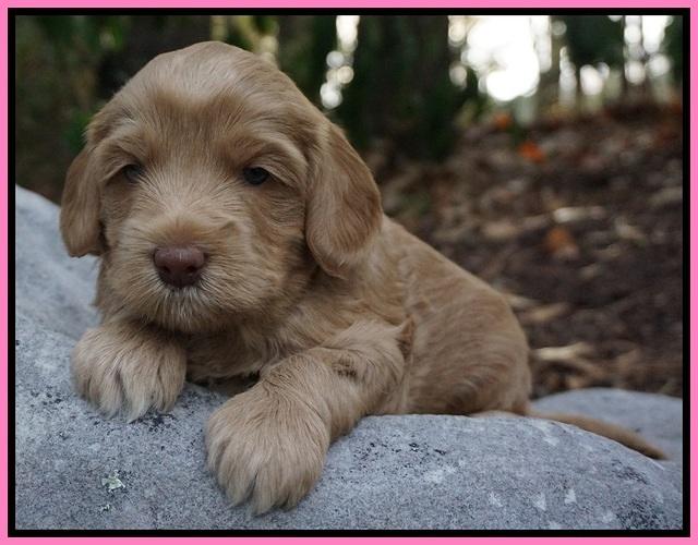 Cherie Flicker Reecey pups 4 wks old 71